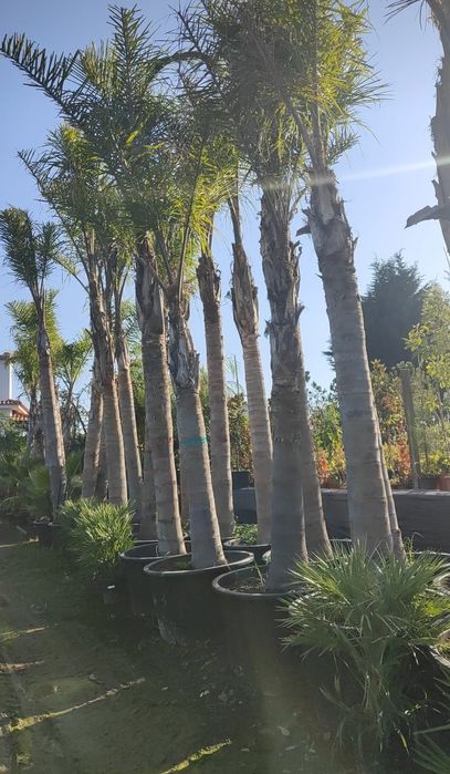 Coqueiros 300cm - 400cm TRONCO