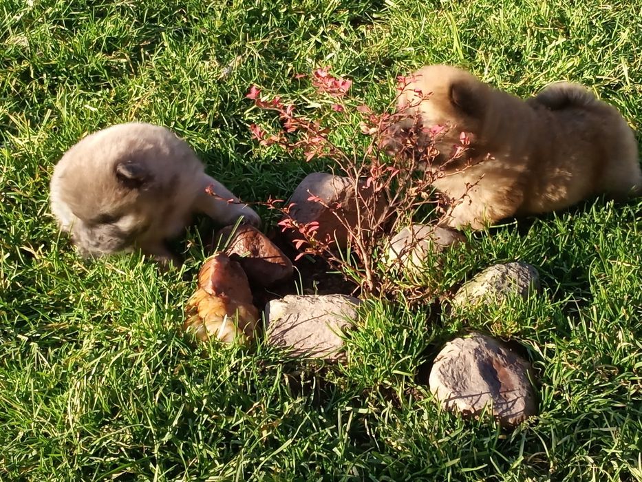 Chow Chow piesek Masked Red