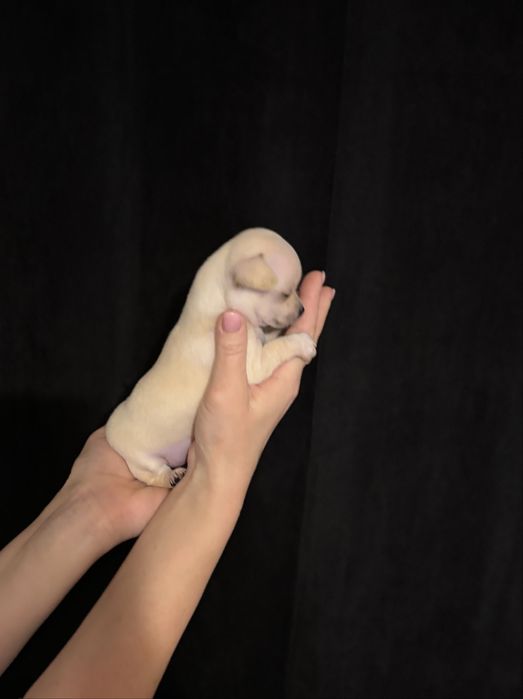 Chihuahua dziewczynka  malenka