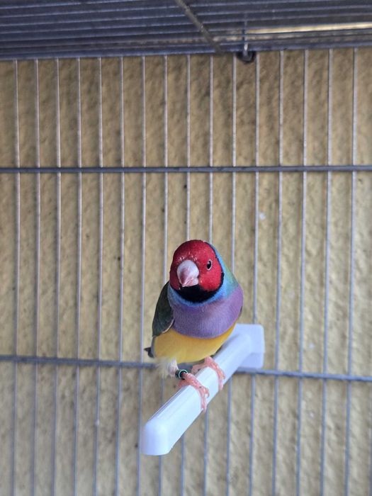 Vendo Diamantes Gould ( Criação Directa )