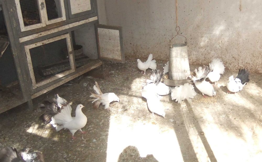 pombos de leque várias cores