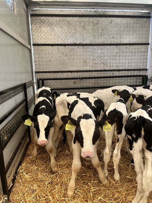 Sprzedam 11 cielakow