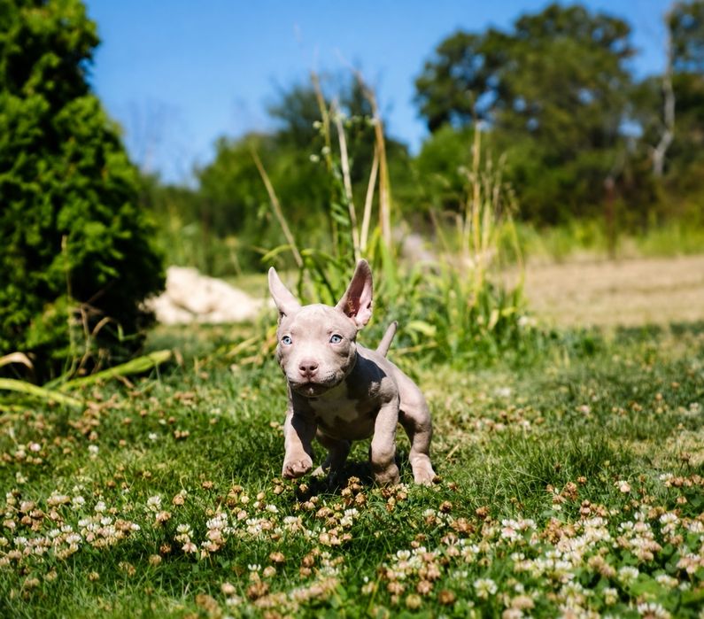 american bully - Животные - OLX.ua