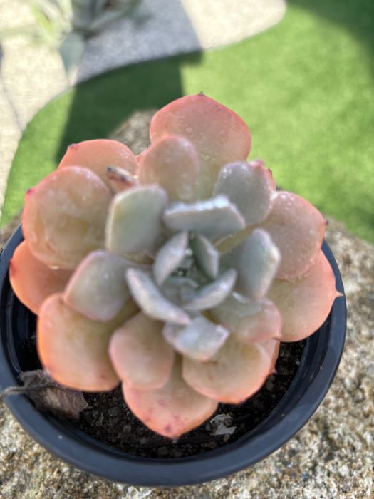 Suculentas  várias 1€