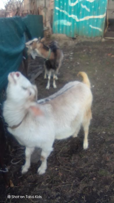 Продам 2 козы нубийскую и альпийскую