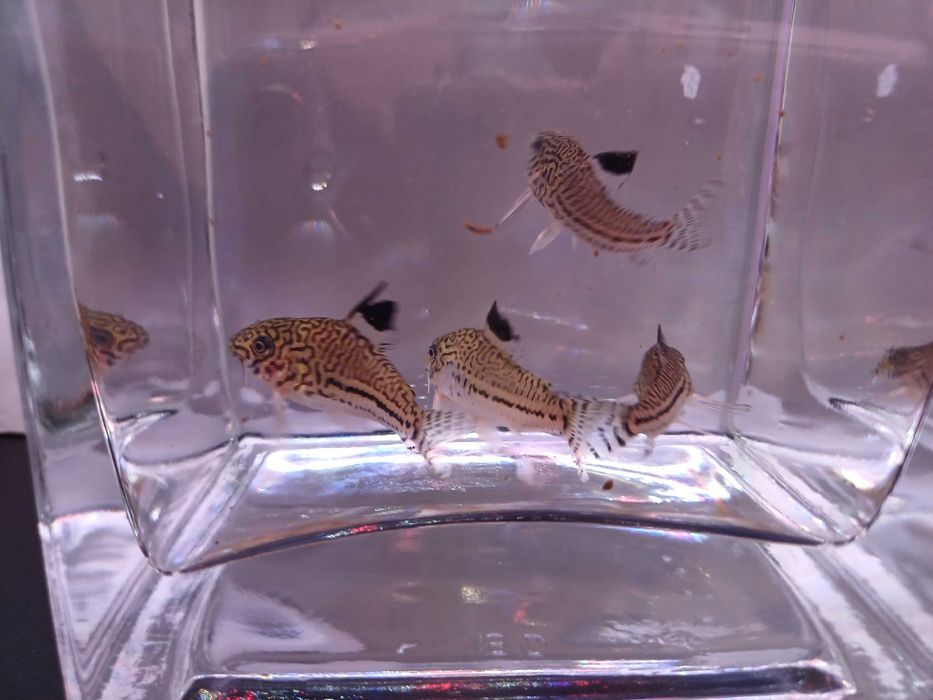 Kirysek trilineatus trójpręgi
