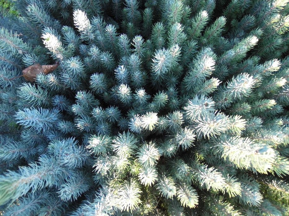 świerk srebrny, sadzonki leśne i ozdobne, choinka