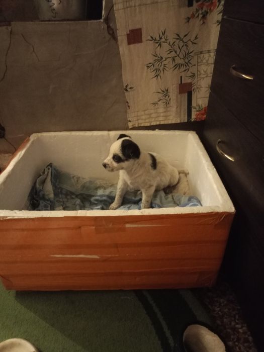 Отдам в хорошие руки щенка