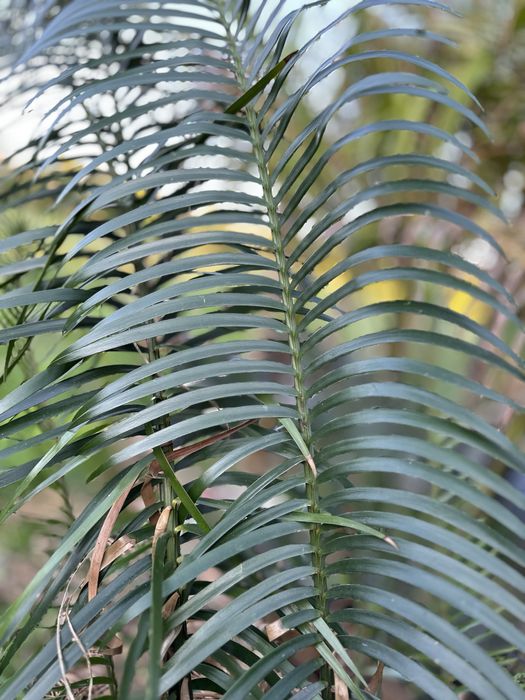 Cyca Lepidozamia peroffskyana *RARA* Cica