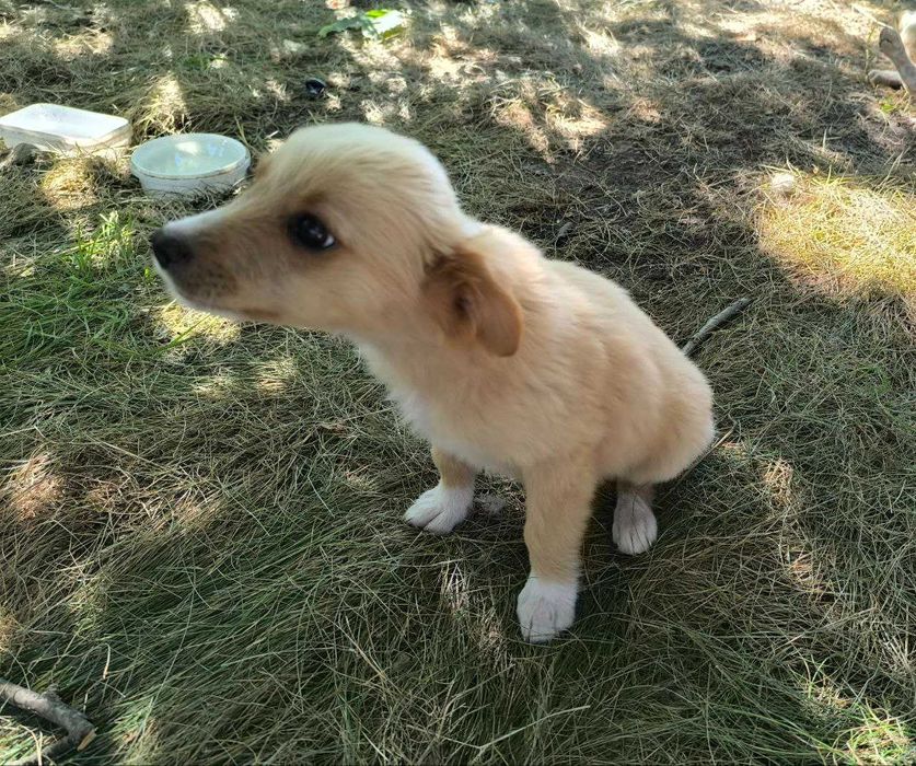 Вірний друг шукає сім'ю!