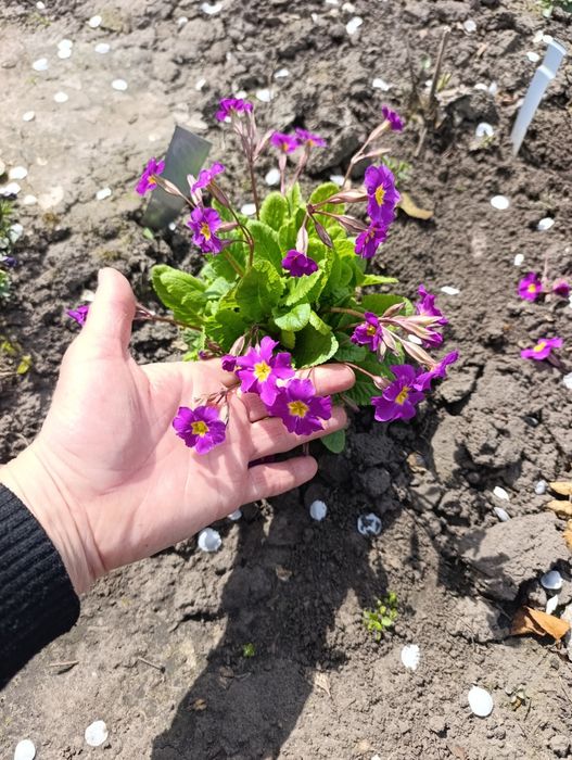 Примула садовая трёх видов