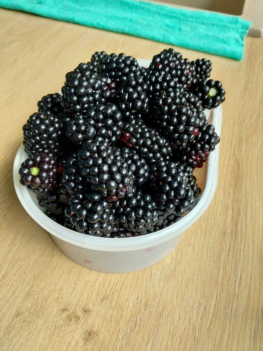 Jeżyny bezkolcowe z wĺasnego ogrodu