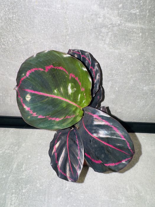 Калатея Дотті (Dottie)