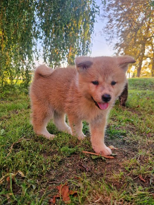 Cudowny chłopiec Akita INU