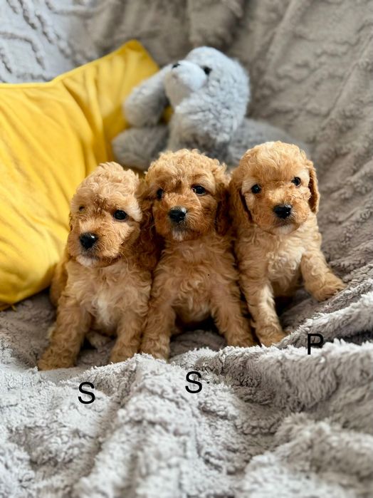 Cockapoo f1b śliczna suczka
