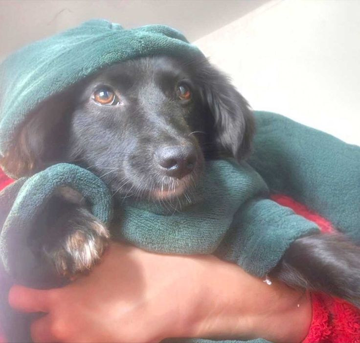 Собачки в добрі ручки