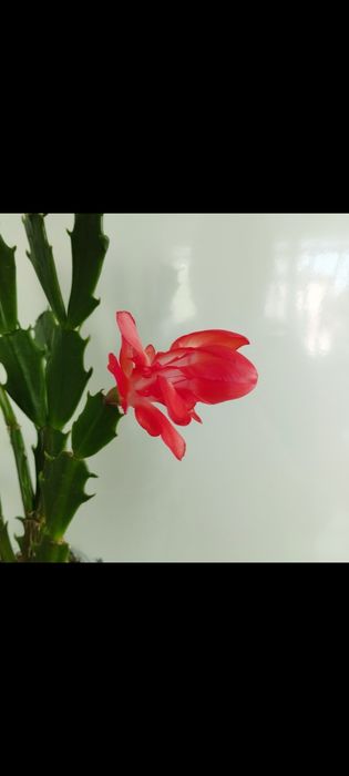 Кімнатні рослини