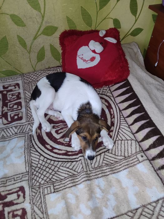 Хлопчик в родину