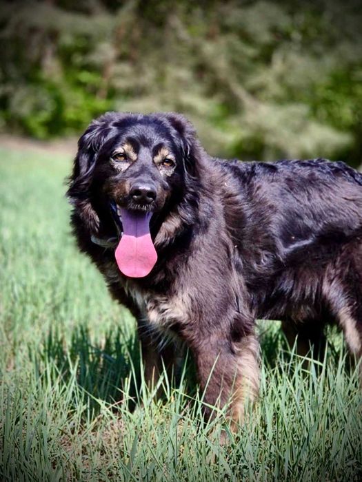 Kochany Roki czeka na swój dom