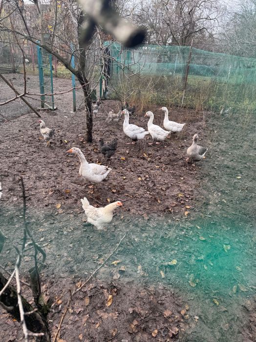 Продам семью гусей мамутов. Есть гусь и гусыня.