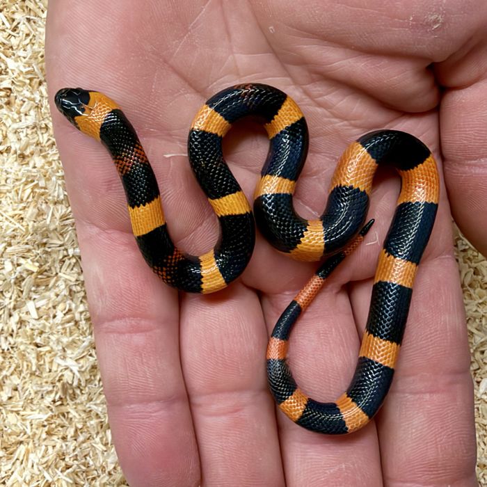 Waz mleczny Lampropeltis polyzona Campbelli mlode