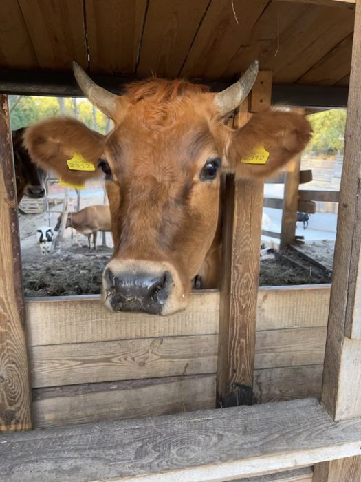 Справжнє солодковершкове масло від своїх  корів Джерсеїв