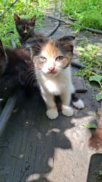 Кошенята від шотландської висловухої кішки