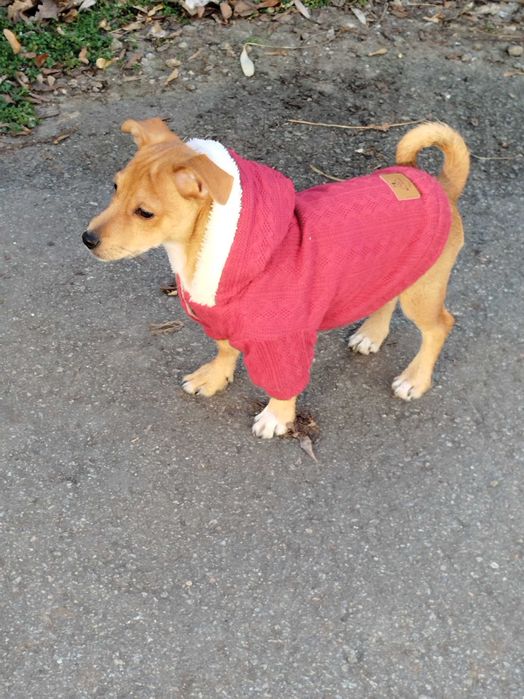 Цвергпінчер цуценя