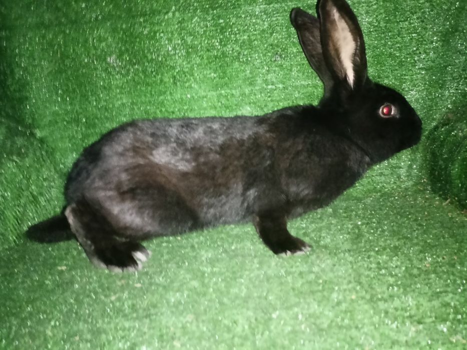 Sprzedam króliki srokacze.