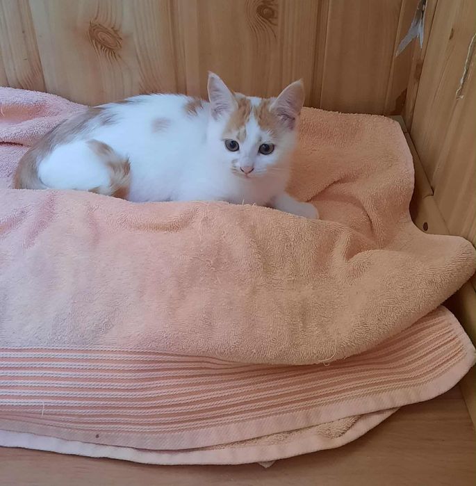 Гарні кошенята для вас і для родини.