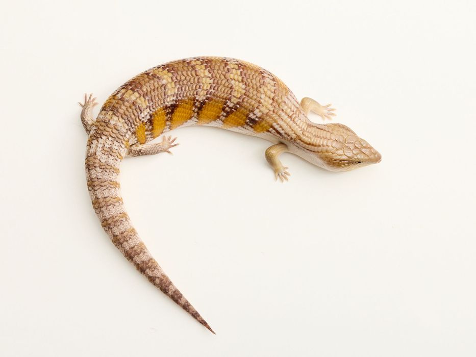 Tiliqua intermedia - Tilikwa scynkowa - Scynk olbrzymi