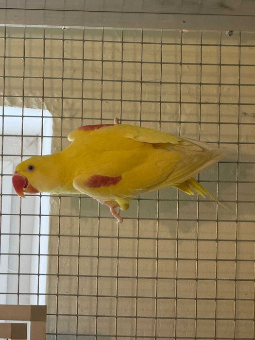 Aleksandretta Wielka Lutino Samiec