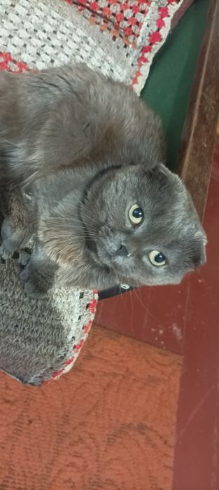 Шукаємо наречену,кішечку для хлопчика