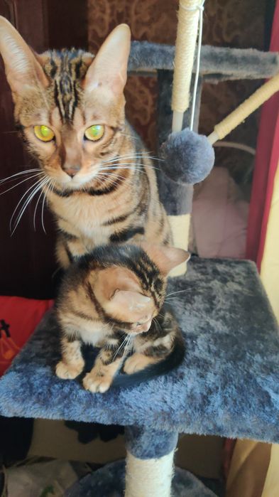 Бенгальський котик