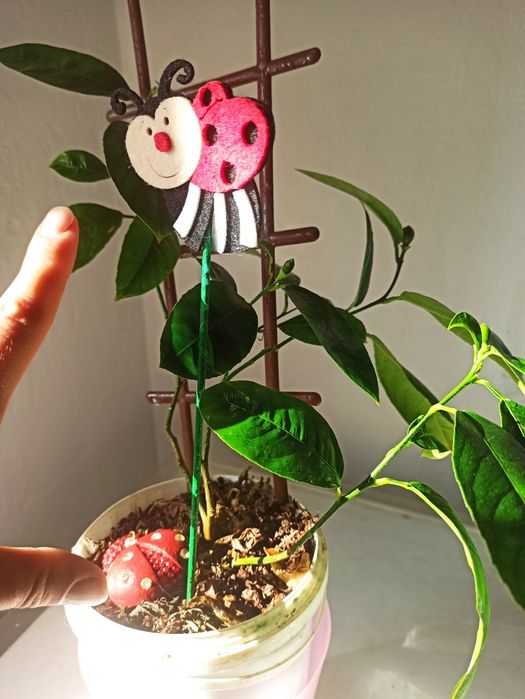 Саджанець лимон Майєра