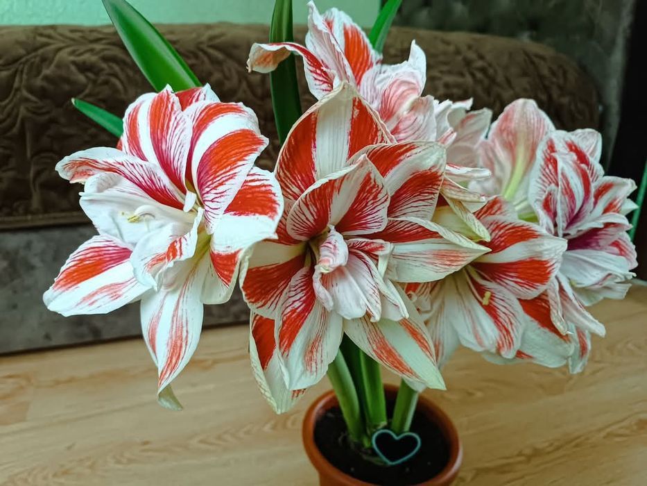 Махровий Гіпеаструм! Колекція рідкісних сортів!