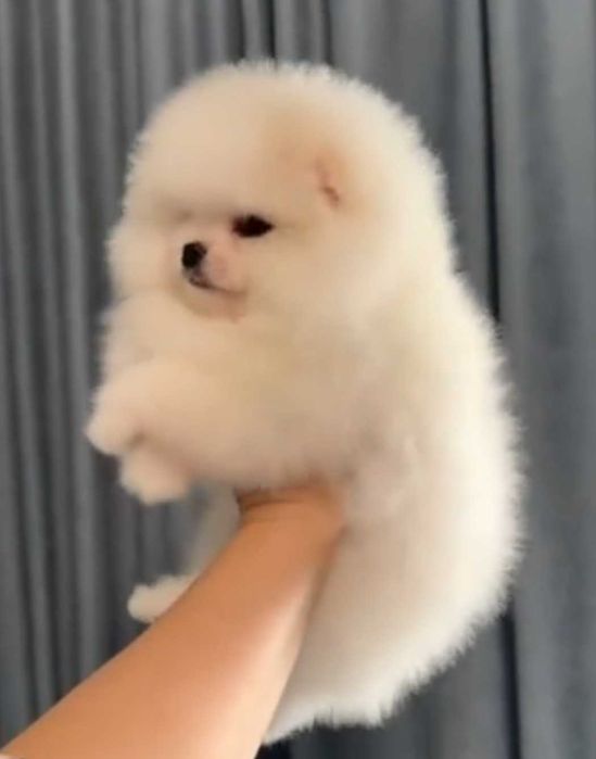 !!Miś pomeranian mini