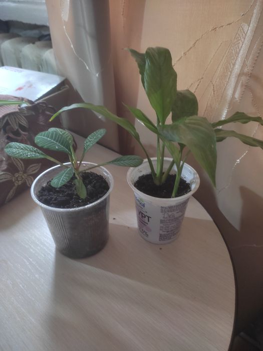 кімнатні квіти, Спатіфілум і молочай.