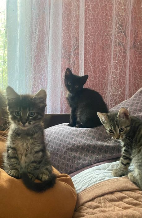 Віддам кошенят в добрі руки