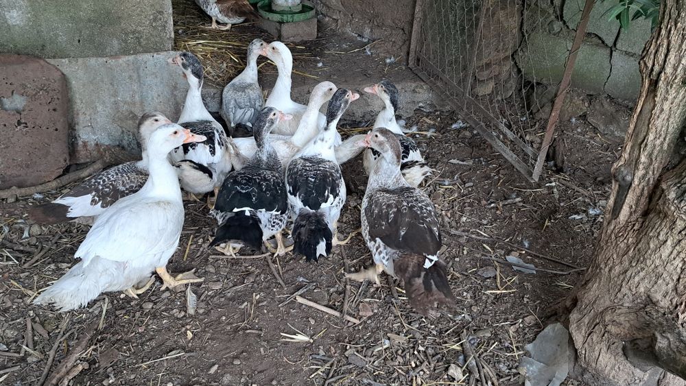 Patos com 3 meses