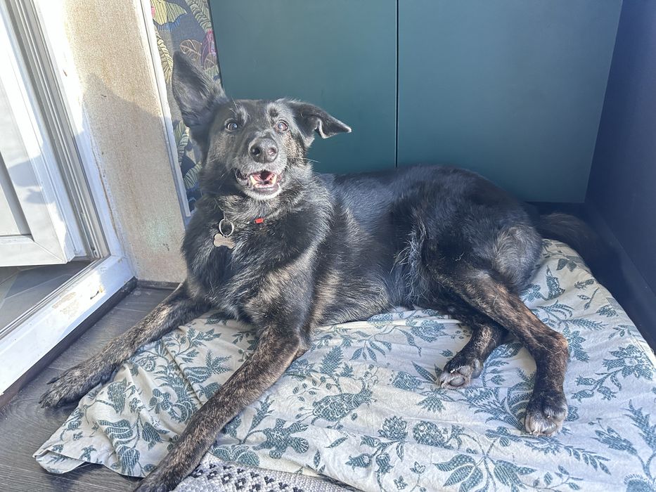 Собака Молли ищет семью