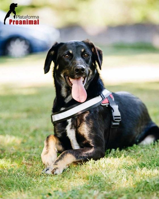 FRODO - Cãozinho para Adoção