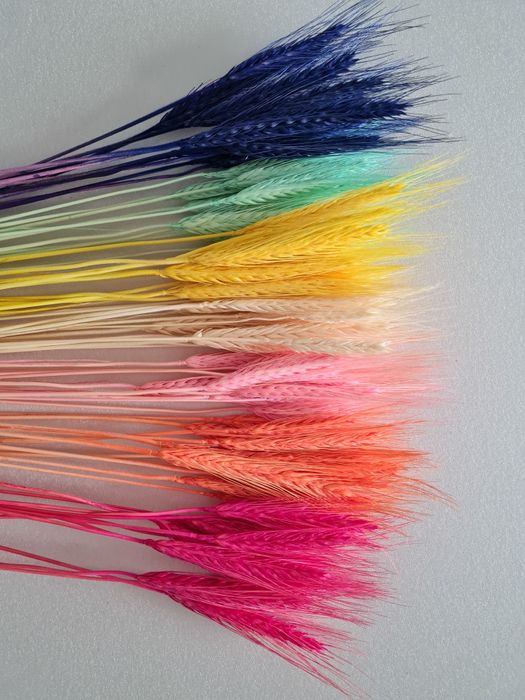 Пшениця різнокольорова з вусиками та без