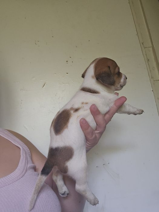 Дівчятка джек рассел терера мають щеплення і чипування