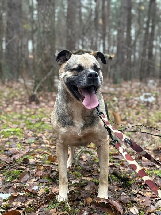 Kochana Czacza błaga o dom!