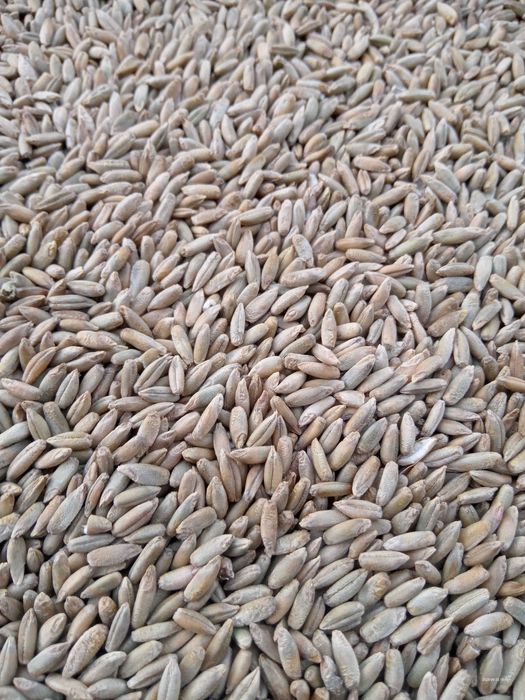 Żyto Dańkowskie Diament po centrali