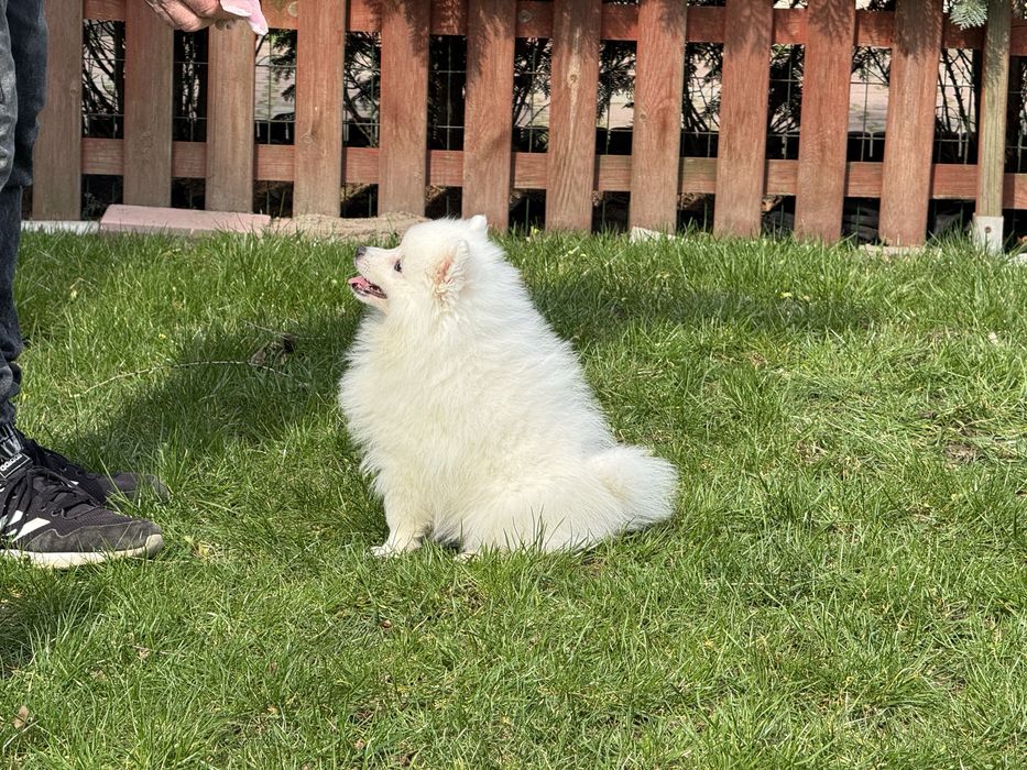 Szpic Japoński - nie Samoyed - Cudny maluch - ZKwP / FCI
