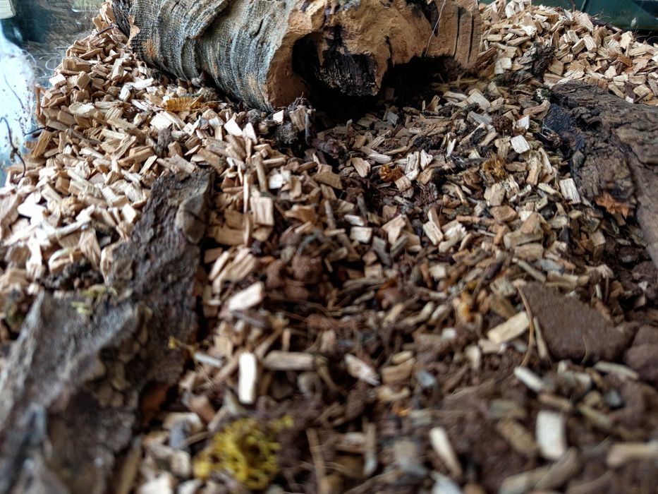 Terrarium na zamówienie