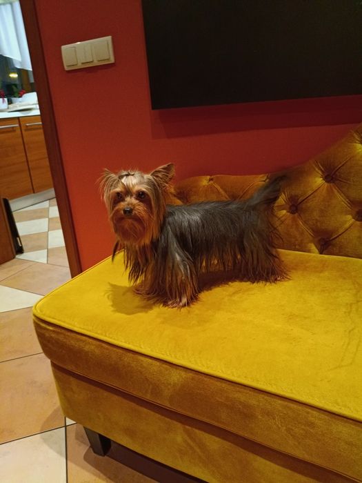 Yorkshire terrier suczka