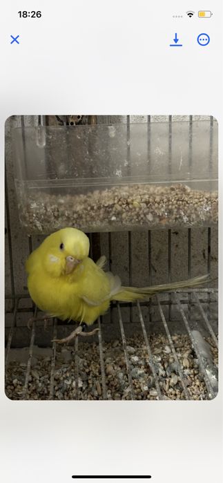 Casal  de periquitos tufos reprodutores